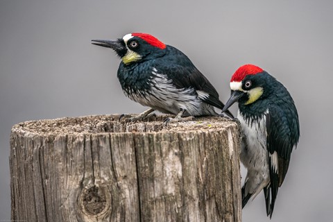 Photo by User6890126933