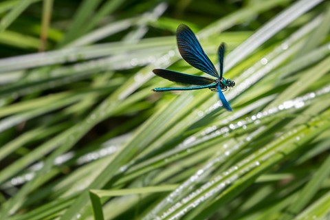 Photo by outer segment