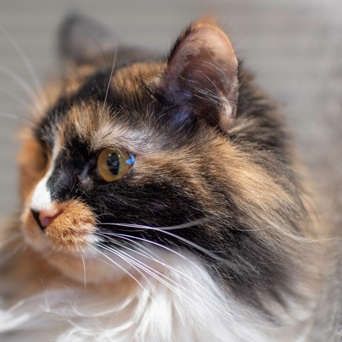 Photo by johncecilian