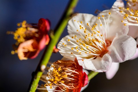 Photo by gauravghosh