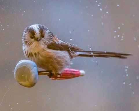 Photo by Mike Engles