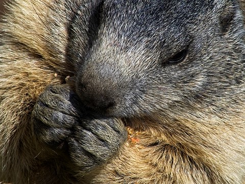 Photo by Kaltenberg Mike