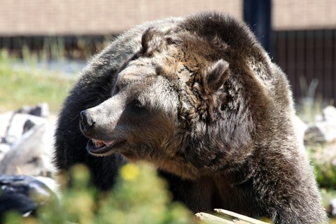 Photo by Grizzly Bear