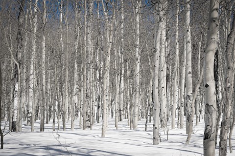 Photo by Richard Carande