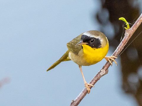 Photo by sergiodaguru