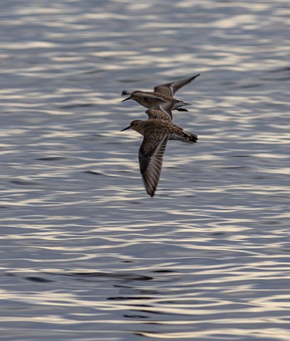 Photo by Two Sandpiper in flight