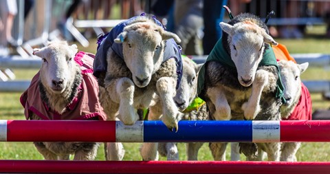 Photo by Sheeplechase