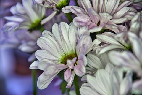 Photo by Daisies_7850