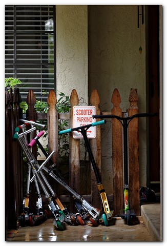 Photo by Great Bustard