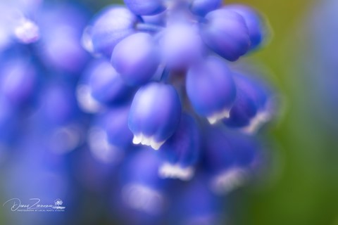 Photo by playing with extension tubes