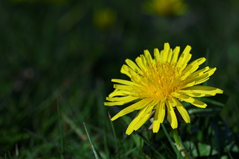 Photo by klamkhowder