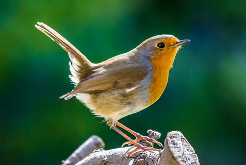 Photo by European Robin