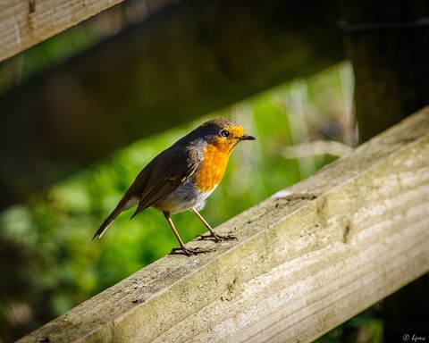 Photo by hectorpatrick