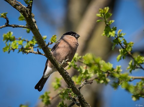 Photo by hectorpatrick