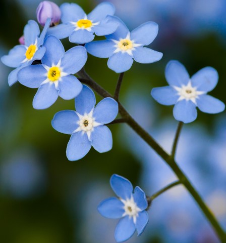 Photo by Mike Engles