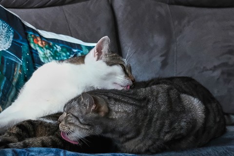 Photo by Fabinouzorus rex