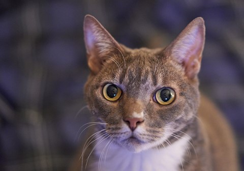 Photo by The Cat with Mournful eyes