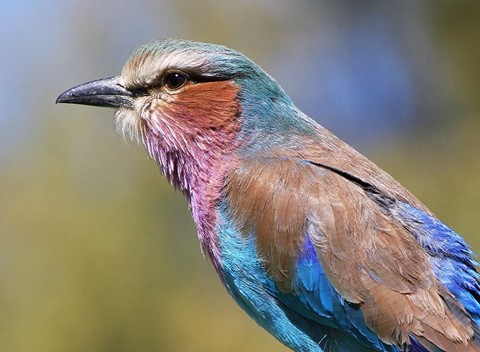 Photo by wild orchid