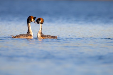 Photo by Frank Bodewig