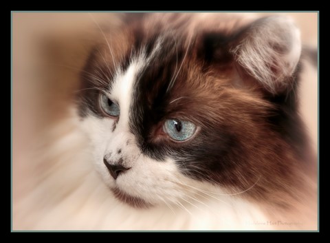 Photo by Madeleine Hart