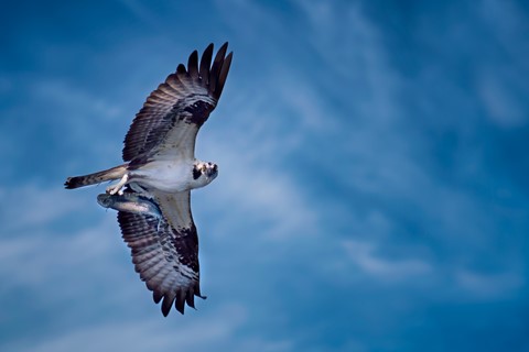 Photo by SpartanWarrior