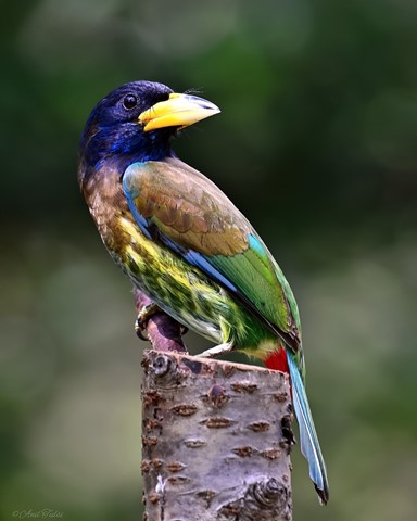 Photo by Great Barbet