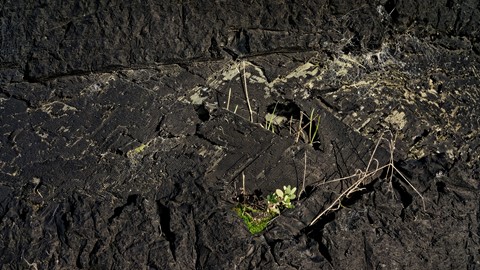 Photo by Ron Poelman