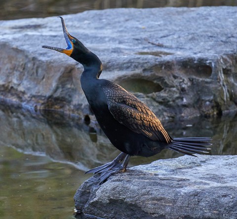 Photo by BrentSchumer