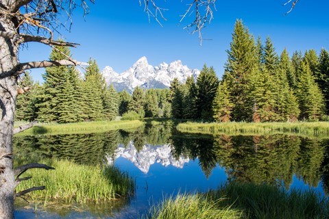 Photo by softmarmotte