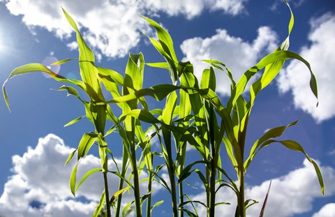 Photo by Mike Engles