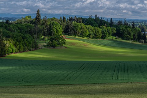 Photo by Shades of green...