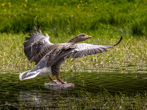 Photo by skhphotography