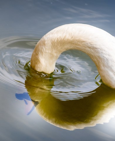 Photo by skhphotography