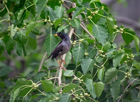 Photo by Amitava Ghoshal