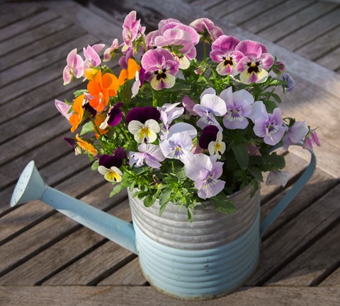 Photo by Mike Engles