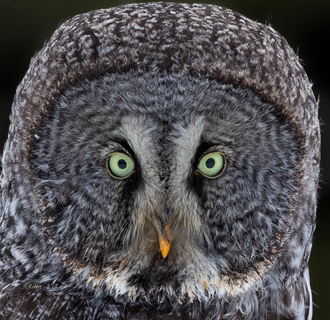 Photo by Photo Bob E