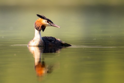 Photo by Frank Bodewig