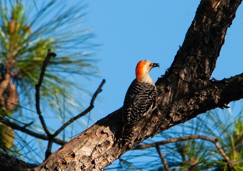 Photo by Ronald C Johnson