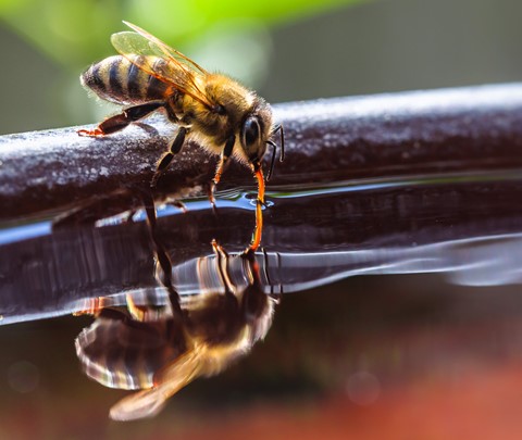 Photo by Mike Engles