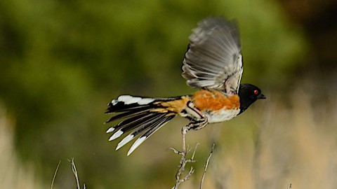 Photo by abiquiuense