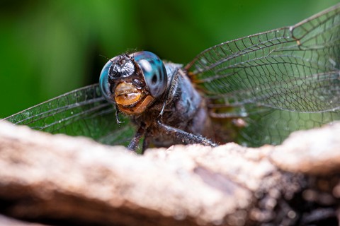 Photo by Bear_with_cam