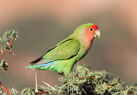 Photo by wild orchid