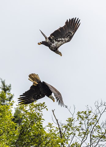 Photo by Adult and Juvenile Eagle
