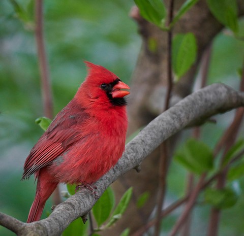 Photo by BrentSchumer