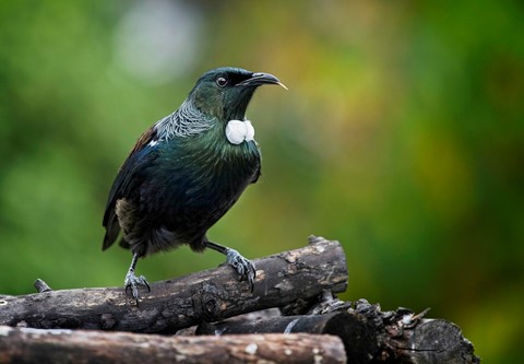 Photo by photobob1950