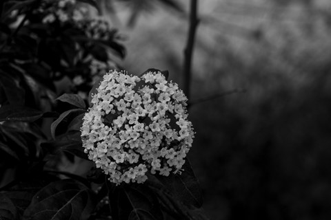 Photo by Rosana Reis