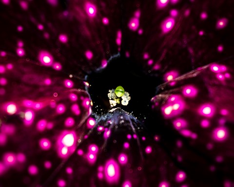 Photo by vibraslapper