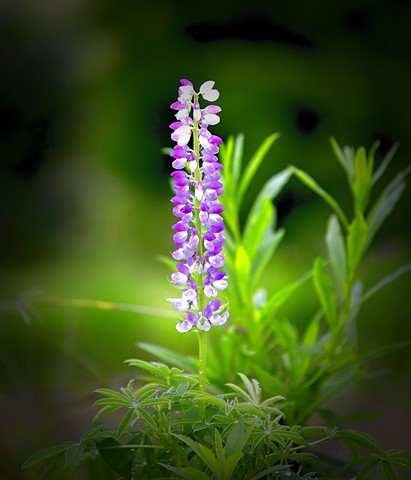 Photo by shutterbug3045