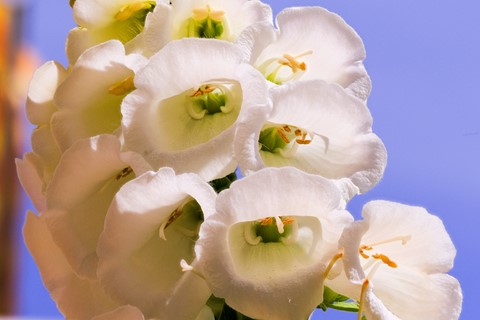 Photo by Foxglove's invitation for lunch