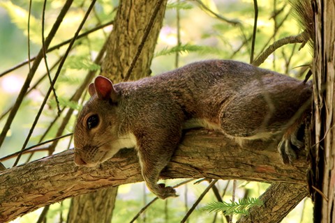 Photo by Sleepy Squirrel